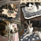 🐾Sonderangebot 50 % Rabatt🐱2025 Neue, äußerst bequeme und beruhigende Decke für Haustiere