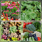 Universal Plant ＆ Blütenaktivierungs-Flüssiglösung