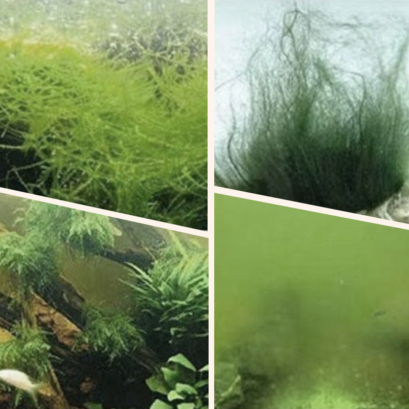 🎉Mehr kaufen und mehr sparen💥 Algen- & Moosentferner für das Aquarium - Sichere Wasseraufbereitung