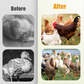 🐔 100 % Natürliches Entwurmungsmittel für Hühner: Die Komplette Lösung gegen Innere und Äußere Parasiten! 🌿✨