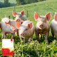 🐔 100 % Natürliches Entwurmungsmittel für Hühner: Die Komplette Lösung gegen Innere und Äußere Parasiten! 🌿✨