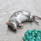 Hochwirksamer Köder gegen Nagetiere