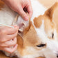 Reinigungstücher für Hunde und Katzen