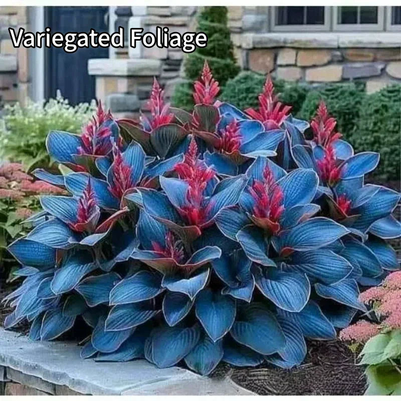 Einfach anzubauende Hosta-Samen für Gärten