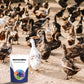 Probiotikum und Enzym als Futterzusatzstoff